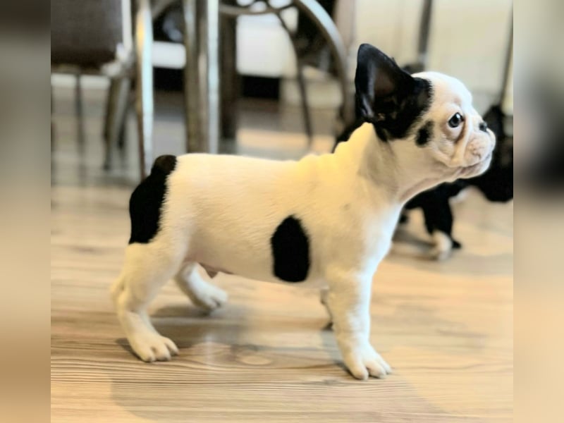 Französische Bulldogge – Wunderschöne Welpen