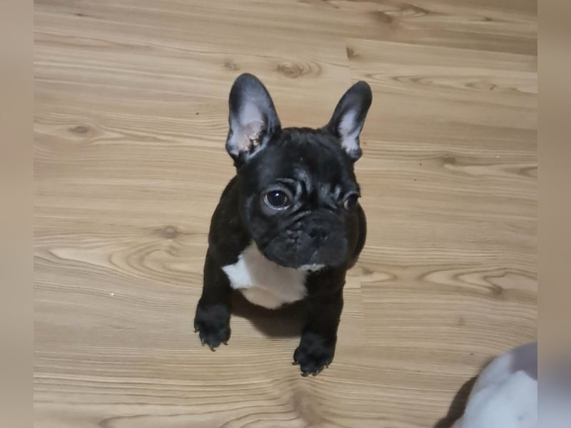 Französische Bulldogge – Wunderschöne Welpen