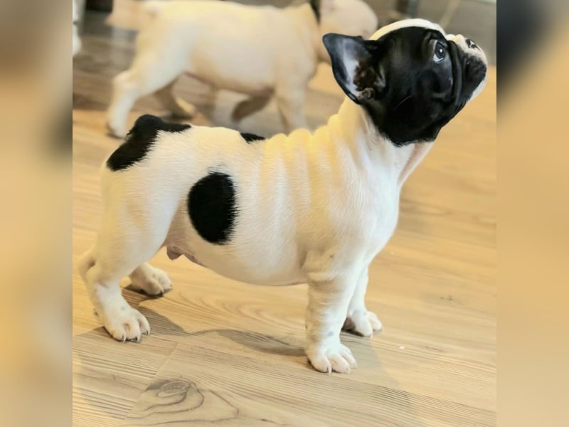 Französische Bulldogge – Wunderschöne Welpen