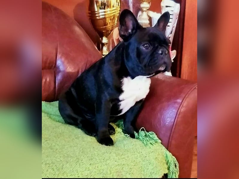 Französische Bulldogge – Wunderschöne Welpen