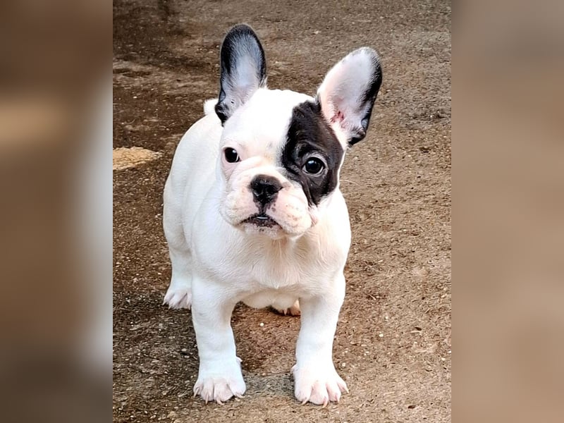 Französische Bulldogge – Wunderschöne Welpen