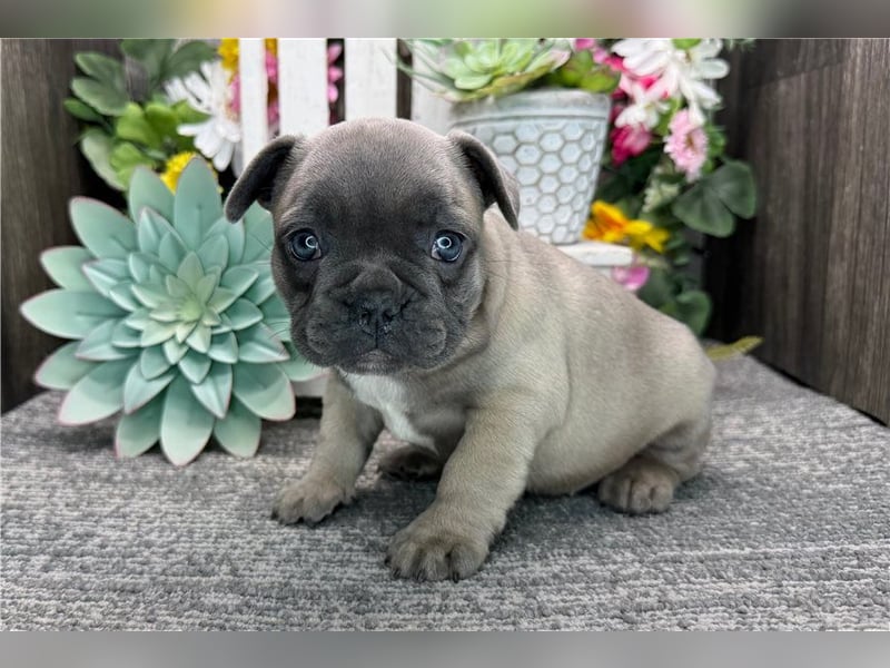Französische Bulldogge Welpen kleine Herzensbrecher suchen Familie