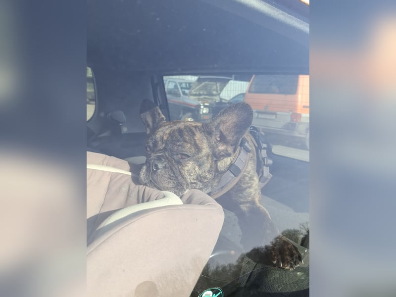 Französische Bulldogge (Rückzüchtung) sucht liebevolles Zuhause