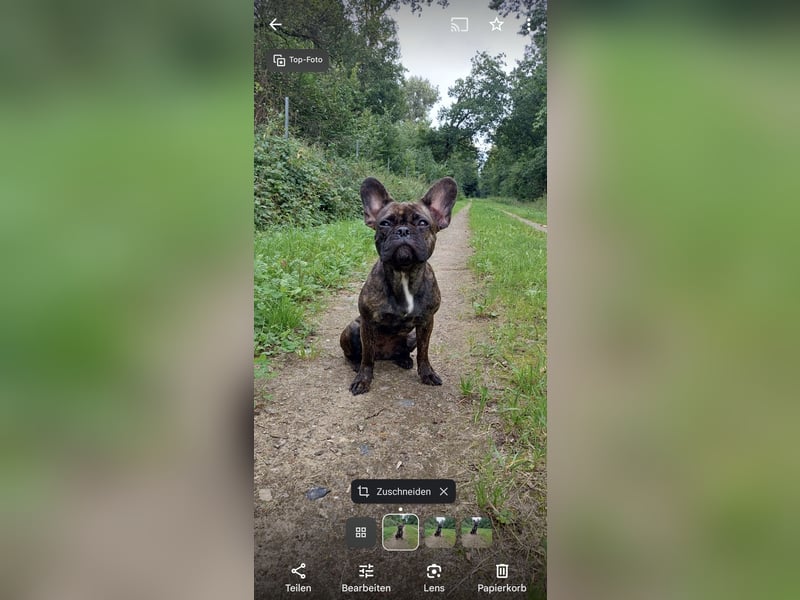 Französische Bulldogge (Rückzüchtung) sucht liebevolles Zuhause