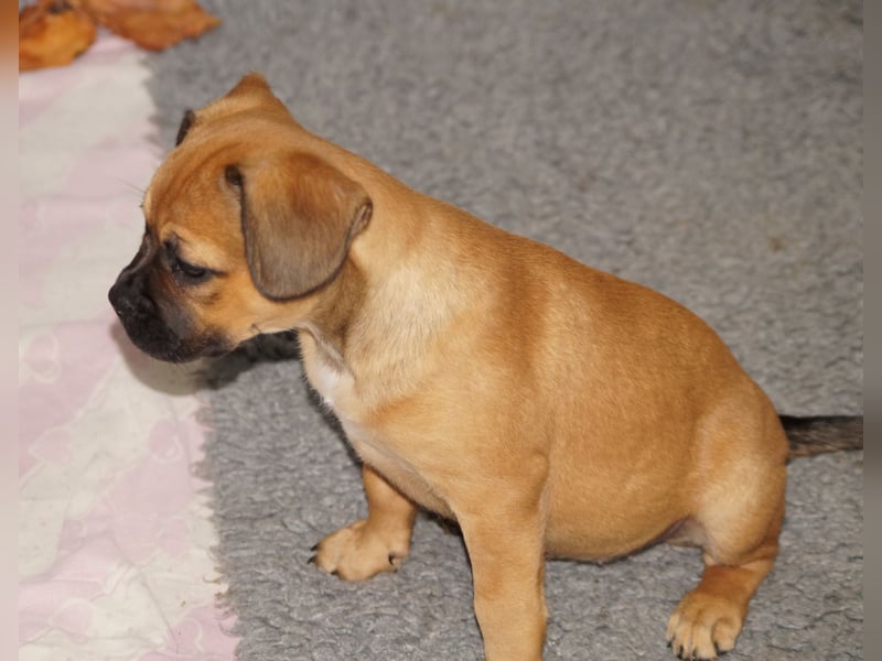 Erna - Alternativ Franz Bulldogge mit Ahnentafel