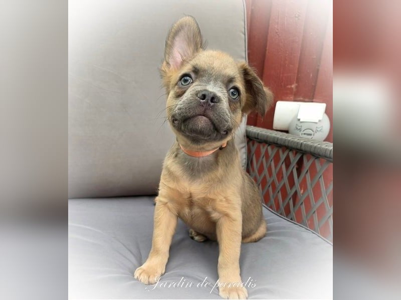 Blue - "Alternativ Französische Bulldogge" mit schöner Nase und Rute