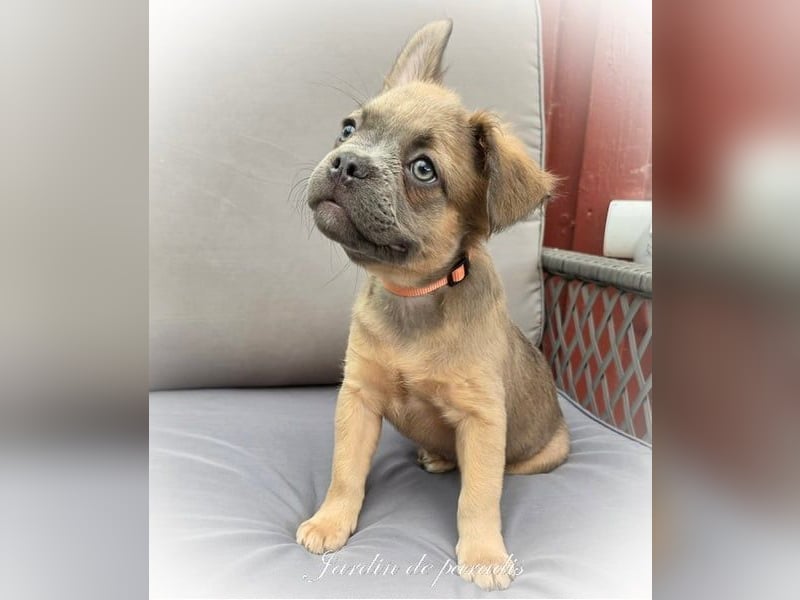 Blue - "Alternativ Französische Bulldogge" mit schöner Nase und Rute