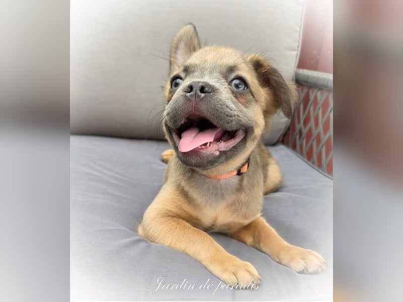Blue - "Alternativ Französische Bulldogge" mit schöner Nase und Rute