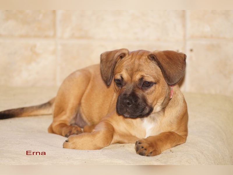 Erna - Alternativ Franz Bulldogge mit Ahnentafel
