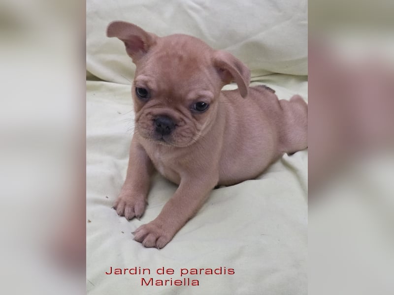 Alternativ Französische Bulldoggen mit Ahnentafel suchen noch eine Familie