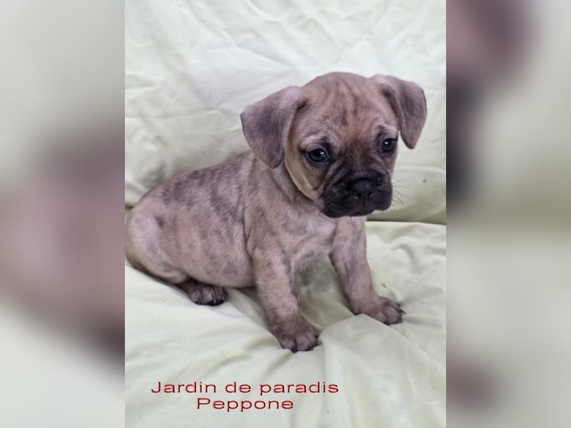 Alternativ Französische Bulldoggen mit Ahnentafel suchen noch eine Familie
