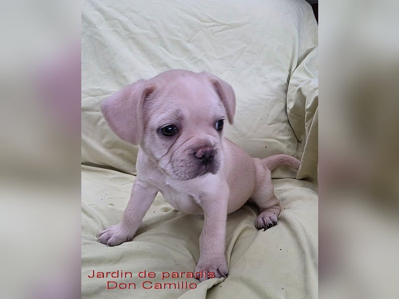 Alternativ Französische Bulldoggen mit Ahnentafel suchen noch eine Familie