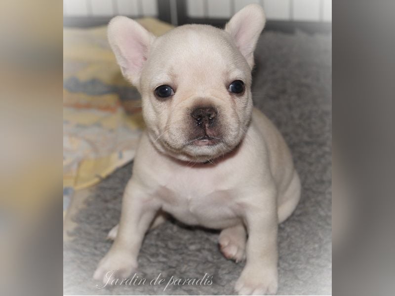 Alternativ Französische Bulldoggen mit Ahnentafel suchen noch eine Familie