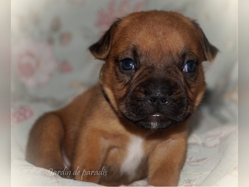 Alternativ Französische Bulldoggen mit Rute und guter Schnauze