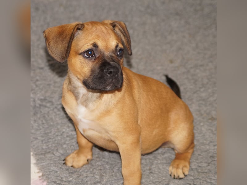 Erna - Alternativ Franz Bulldogge mit Ahnentafel