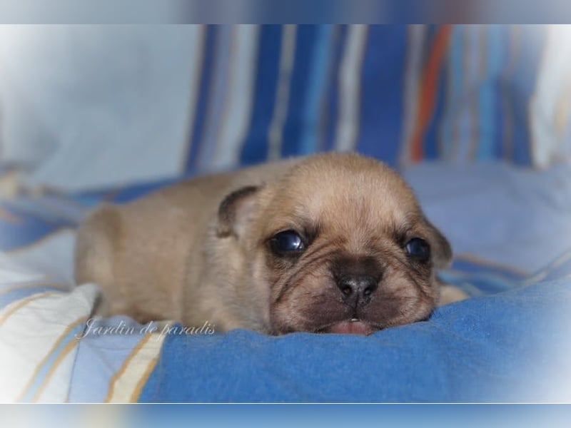 Französische Bulldoggen Welpen von komplett ausgewerteten Elterntieren