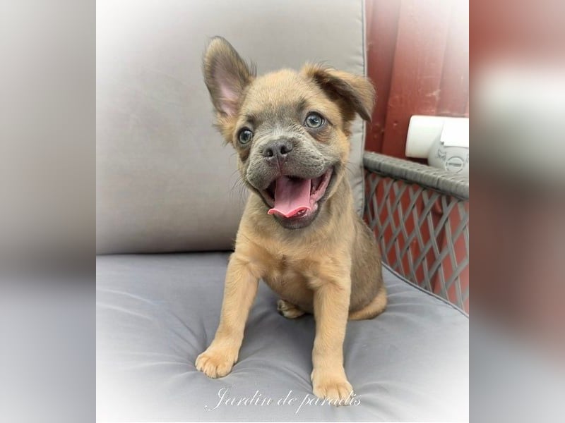 Blue - "Alternativ Französische Bulldogge" mit schöner Nase und Rute