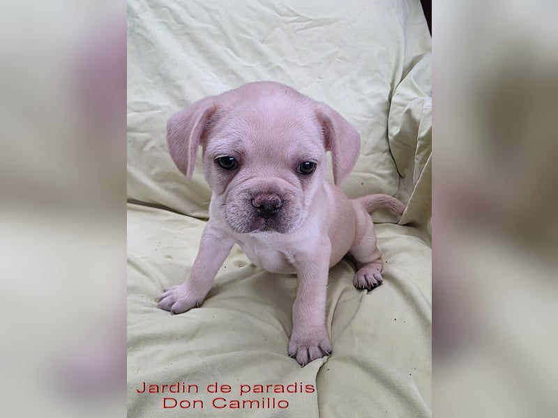 Alternativ Französische Bulldoggen mit Ahnentafel suchen noch eine Familie