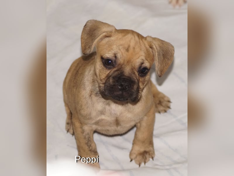 Alternativ Französische Bulldoggen mit Rute und guter Schnauze inkl Ahnentafel