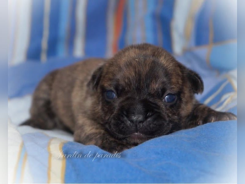 Französische Bulldoggen Welpen von komplett ausgewerteten Elterntieren