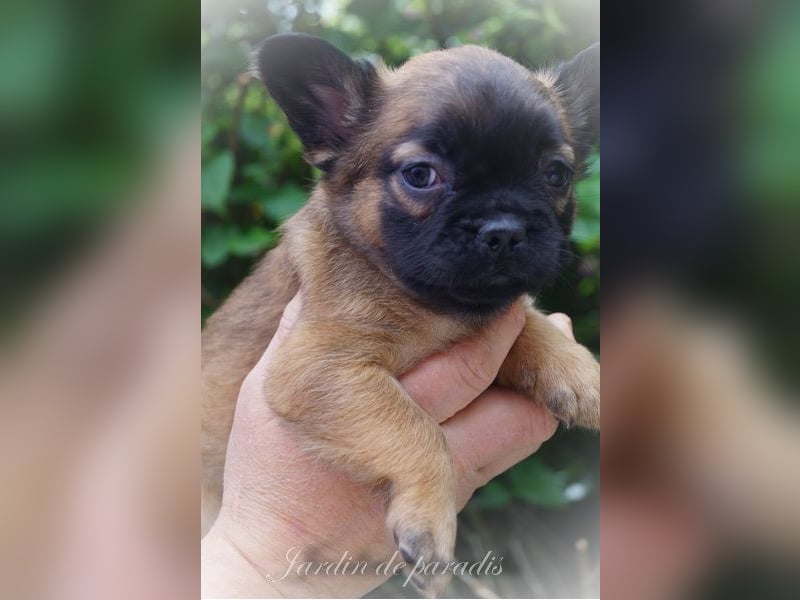 Alternativ Französische Bulldoggen mit Ahnentafel suchen noch eine Familie