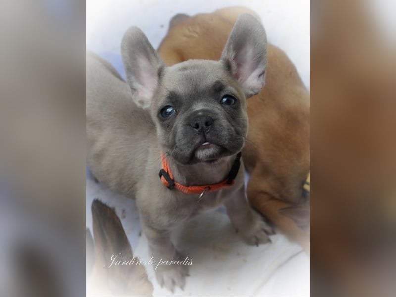 Alternativ Französische Bulldoggen mit Rute und guter Schnauze inkl Ahnentafel