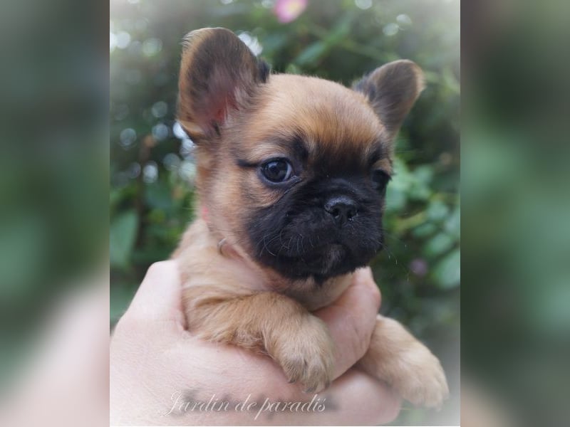 Alternativ Französische Bulldoggen mit Ahnentafel suchen noch eine Familie