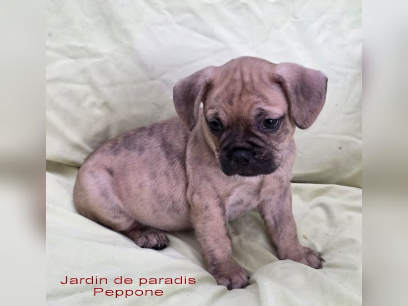 Alternativ Französische Bulldoggen mit Ahnentafel suchen noch eine Familie