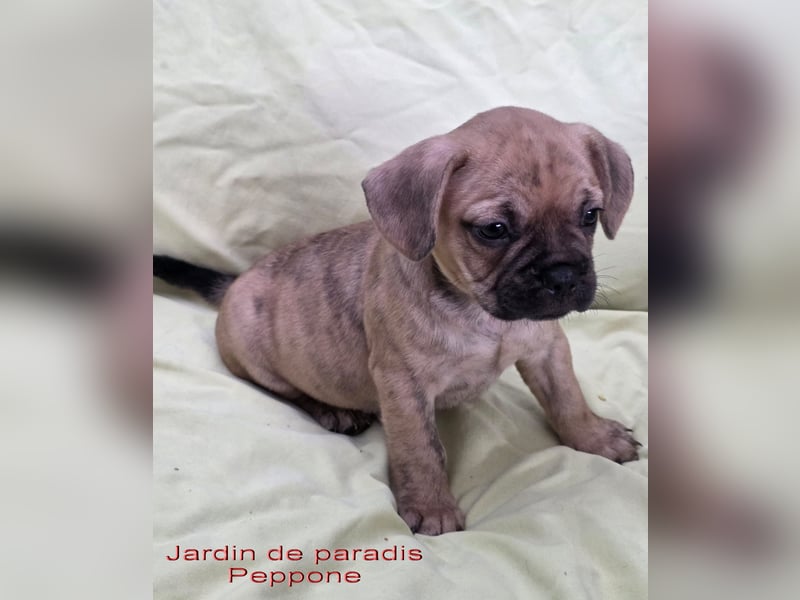 Alternativ Französische Bulldoggen mit Ahnentafel suchen noch eine Familie
