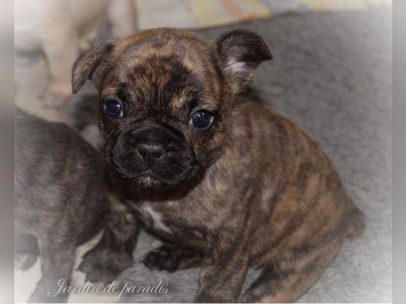 Alternativ Französische Bulldoggen mit Ahnentafel suchen noch eine Familie