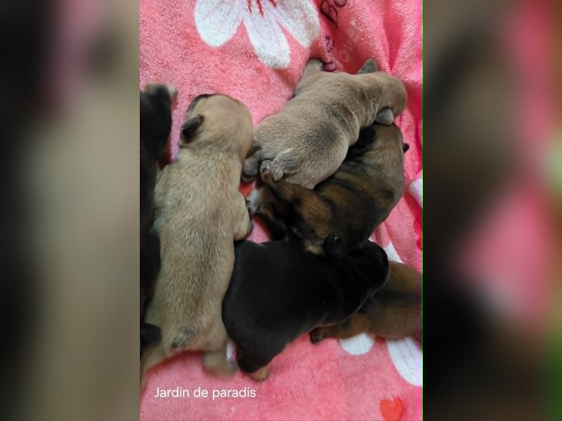 Alternativ Französische Bulldoggen mit Ahnentafel suchen noch eine Familie