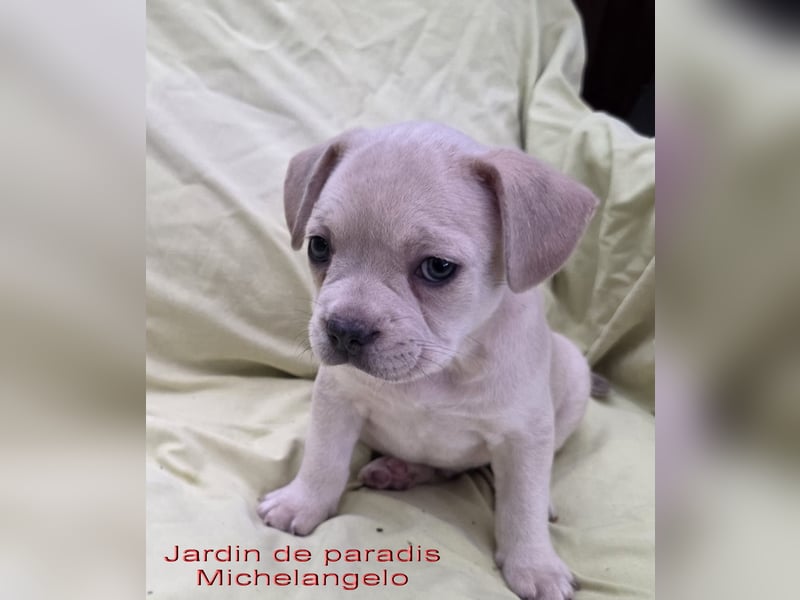 Alternativ Französische Bulldoggen mit Ahnentafel suchen noch eine Familie