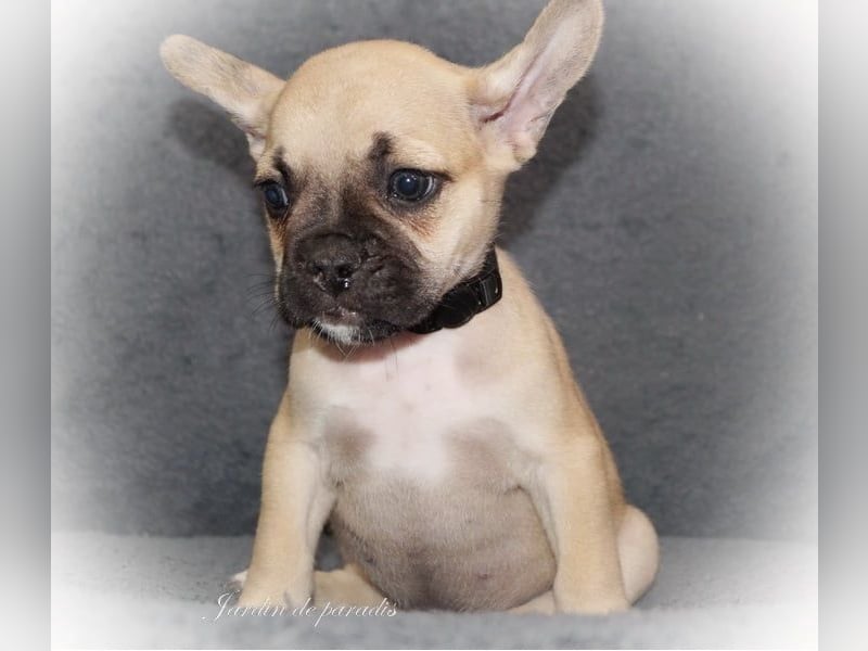 Alternativ Französische Bulldoggen mit Rute und guter Schnauze inkl Ahnentafel