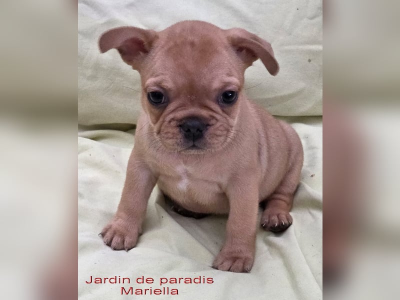 Alternativ Französische Bulldoggen mit Ahnentafel suchen noch eine Familie