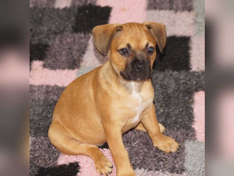 Erna - Alternativ Franz Bulldogge mit Ahnentafel