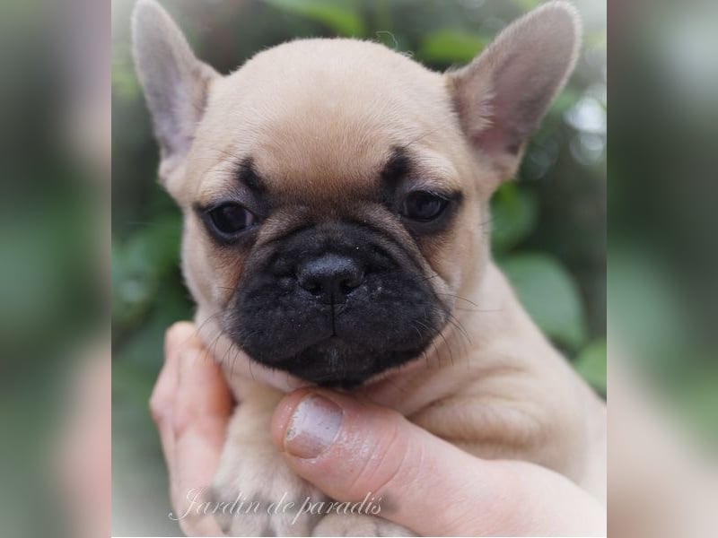 Alternativ Französische Bulldoggen mit Ahnentafel suchen noch eine Familie