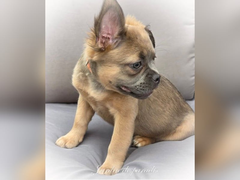 Blue - "Alternativ Französische Bulldogge" mit schöner Nase und Rute