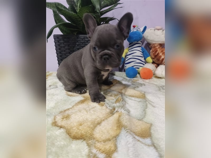 Französische Bulldogge aus erstklassiger Verpaarung