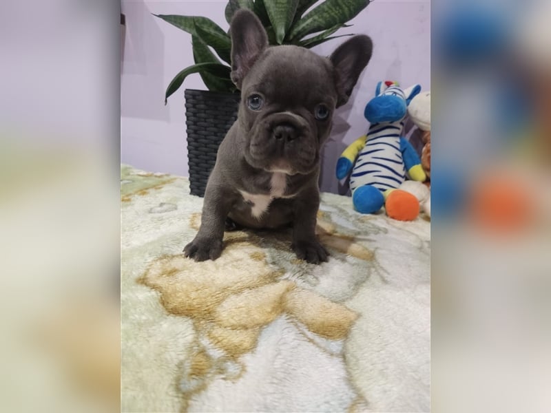 Französische Bulldogge aus erstklassiger Verpaarung