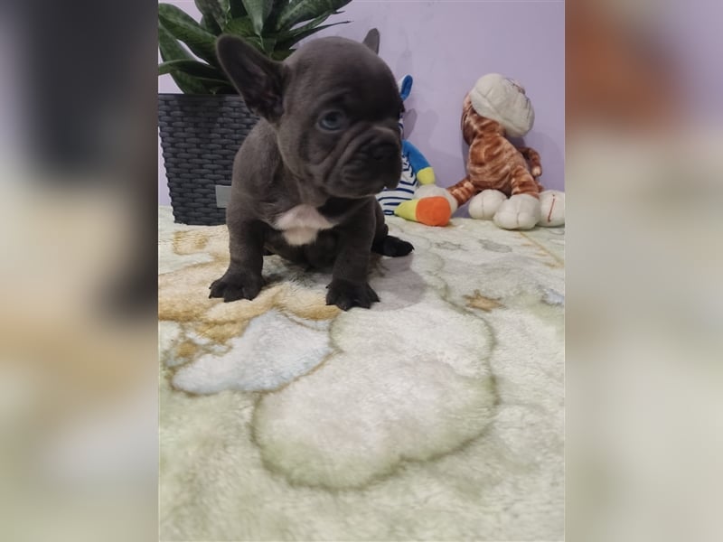 Französische Bulldogge aus erstklassiger Verpaarung