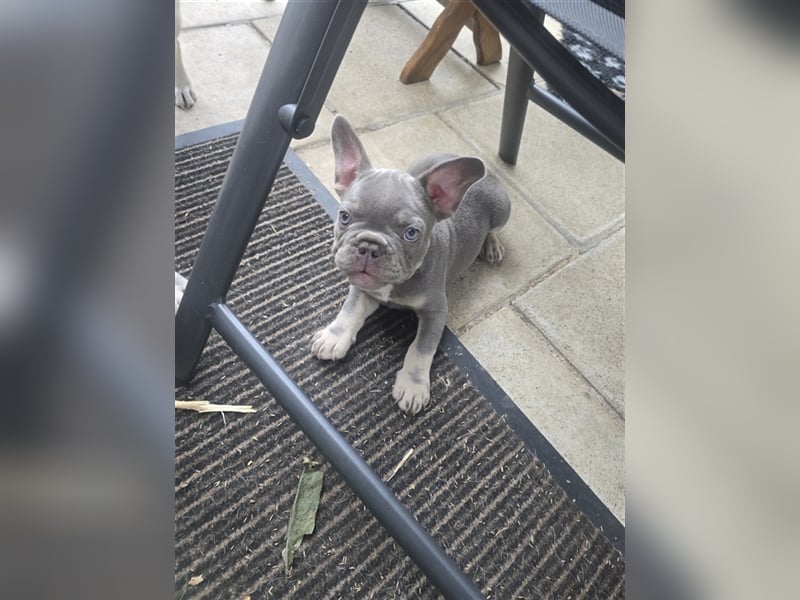 Französische Bulldogge Welpe mit Stammbaum