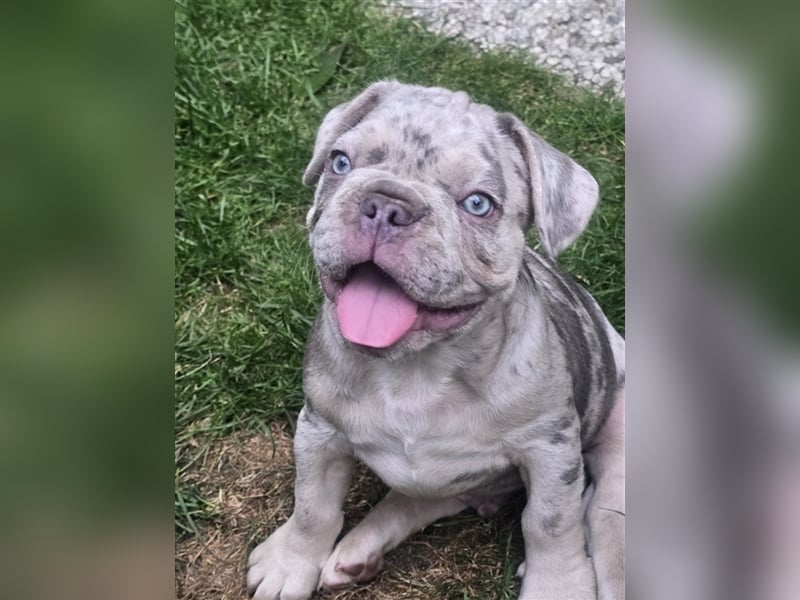 Französische Bulldogge Welpe mit Stammbaum