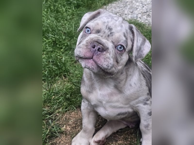 Französische Bulldogge Welpe mit Stammbaum