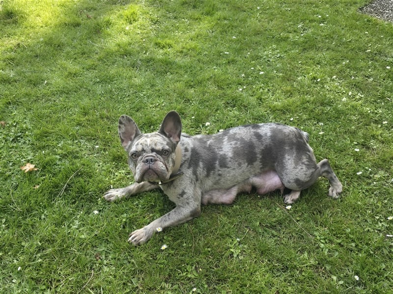 Französische Bulldogge Welpe mit Stammbaum