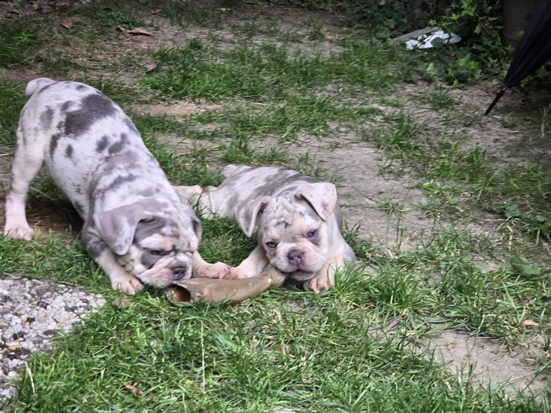 Französische Bulldogge Welpe mit Stammbaum