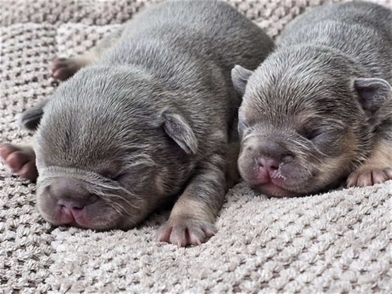 Französische Bulldogge Welpe mit Stammbaum