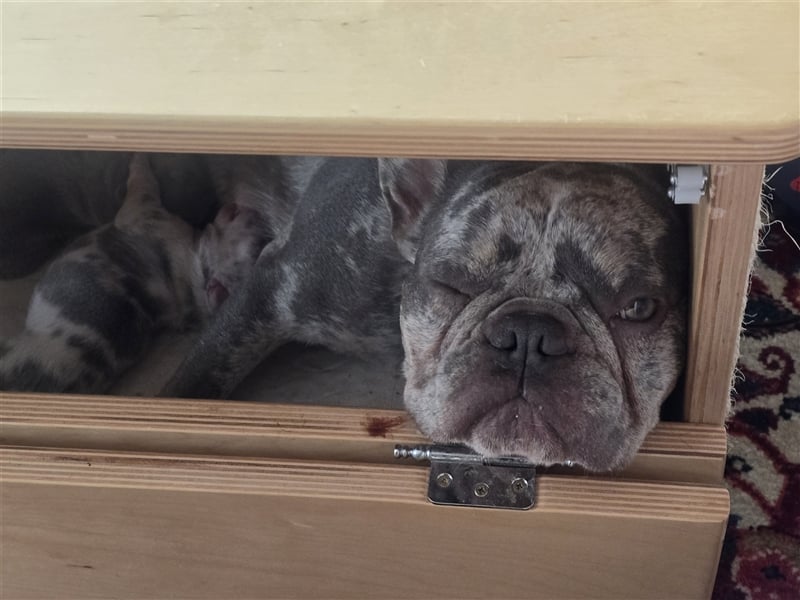 Französische Bulldogge Welpe mit Stammbaum