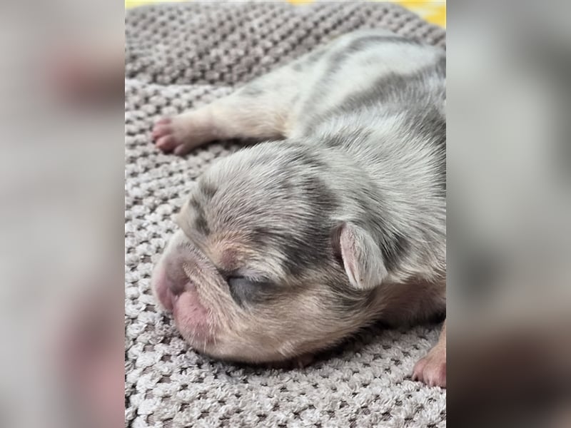 Französische Bulldogge Welpe mit Stammbaum