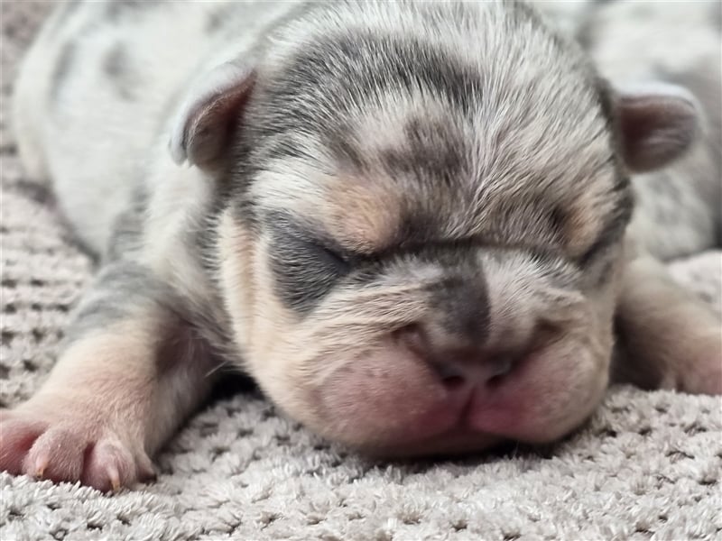 Französische Bulldogge Welpe mit Stammbaum