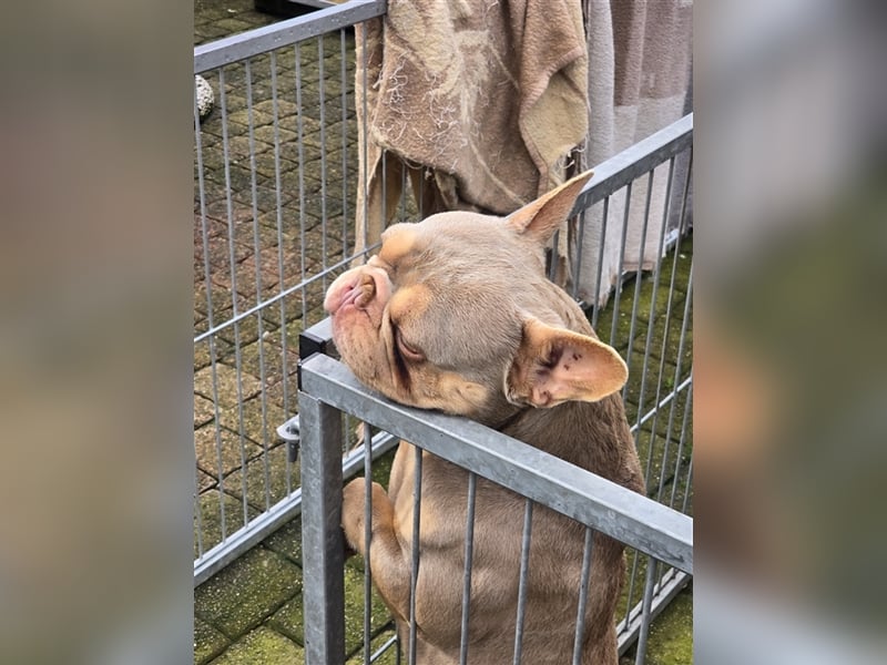 Französische Bulldogge Welpe mit Stammbaum